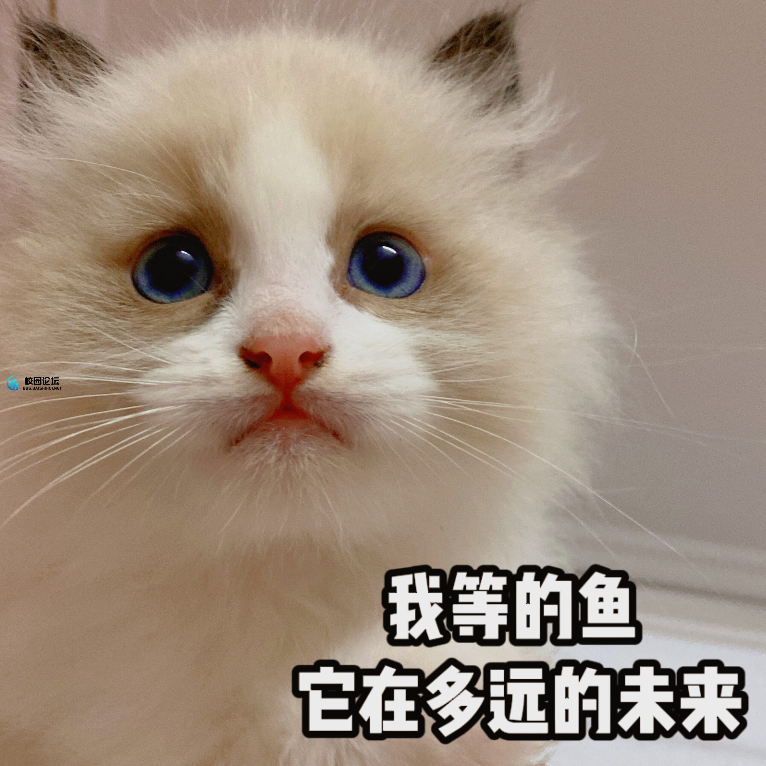 出布偶猫（祖上十八代纯种）
猫在【柒寶阁】感兴趣的可以来看猫 - 校园论坛