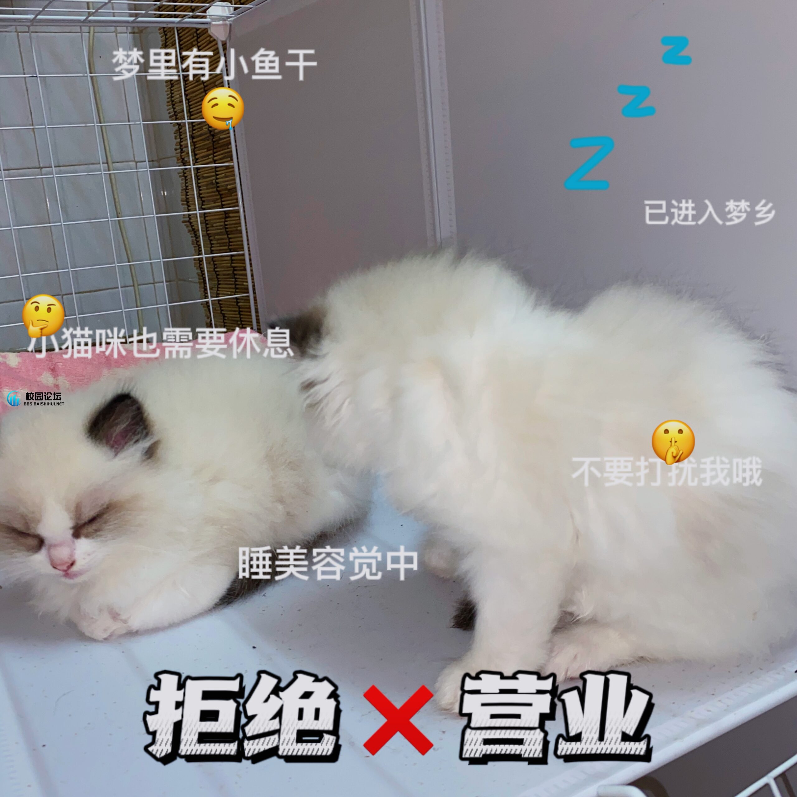 出布偶猫（祖上十八代纯种）
猫在【柒寶阁】感兴趣的可以来看猫 - 校园论坛