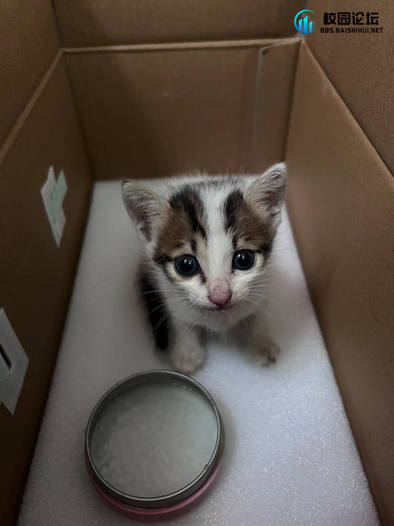 领养小猫 - 广宁第一中学•万能墙论坛 - 万能墙 - 校园论坛